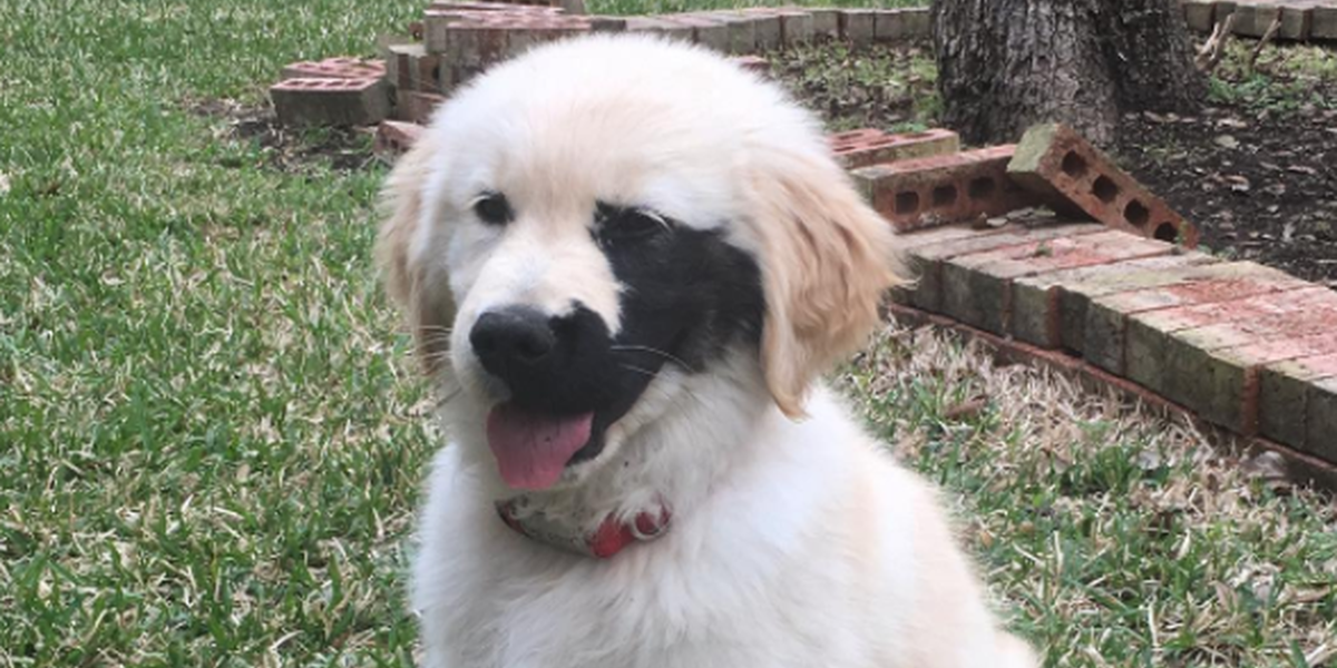 Puppy With Rare Genetic Mutation Is Just Like Any Other Dog - The Dodo