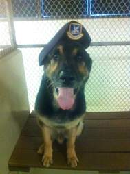 Bodza, a dog who works for the U.S. military as a bomb detector