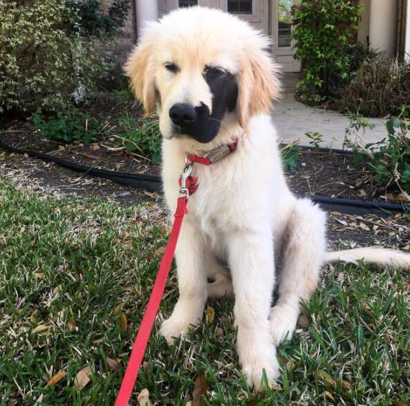 Golden retriever store with white markings