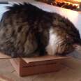 15 Cats Who Refuse To Accept That Their Boxes Are Too Small