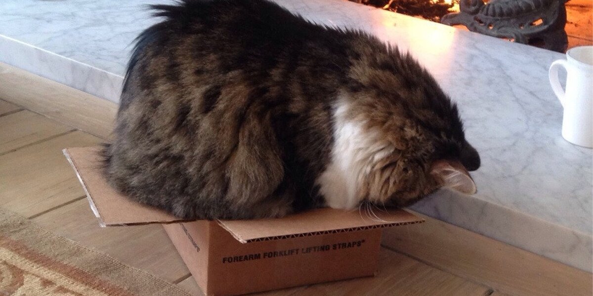 15 Cats Who Refuse To Accept That Their Boxes Are Too Small The Dodo