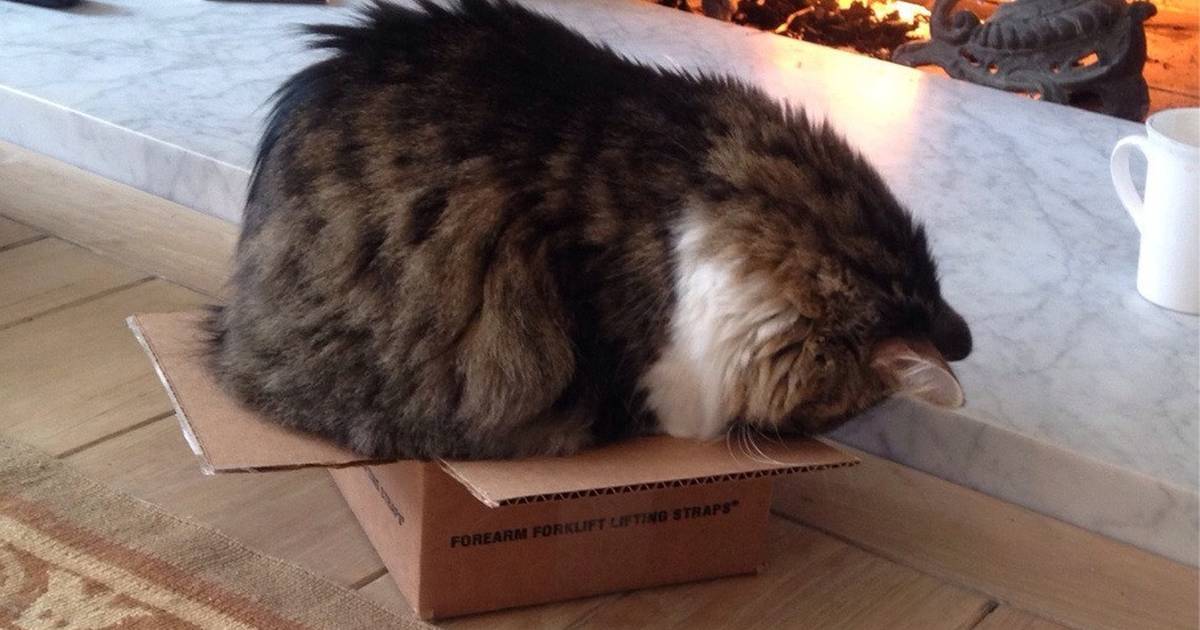 Cat in tiny on sale box