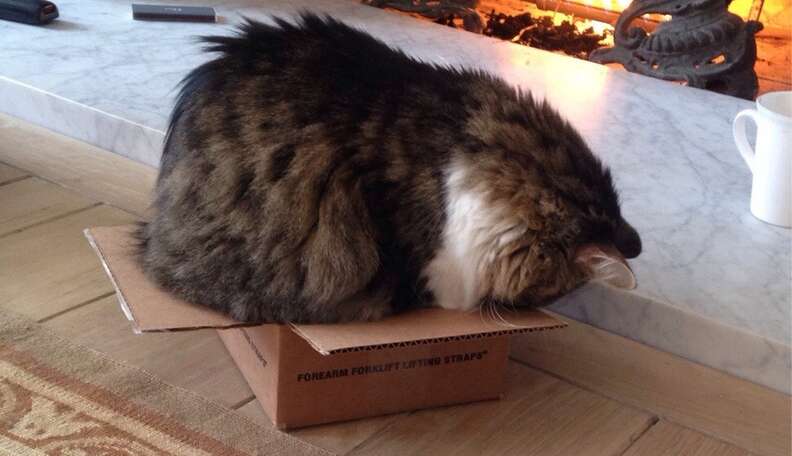 Box cat outlet