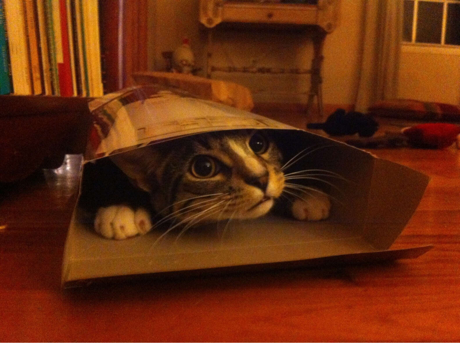 15 Cats Who Refuse To Accept That Their Boxes Are Too Small The Dodo