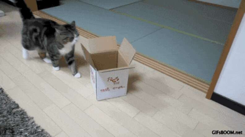 Cat in small on sale box