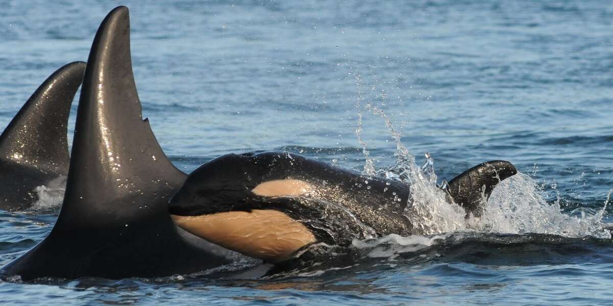Baby Orca Is Newest Member Of Beautiful Wild Family - The Dodo