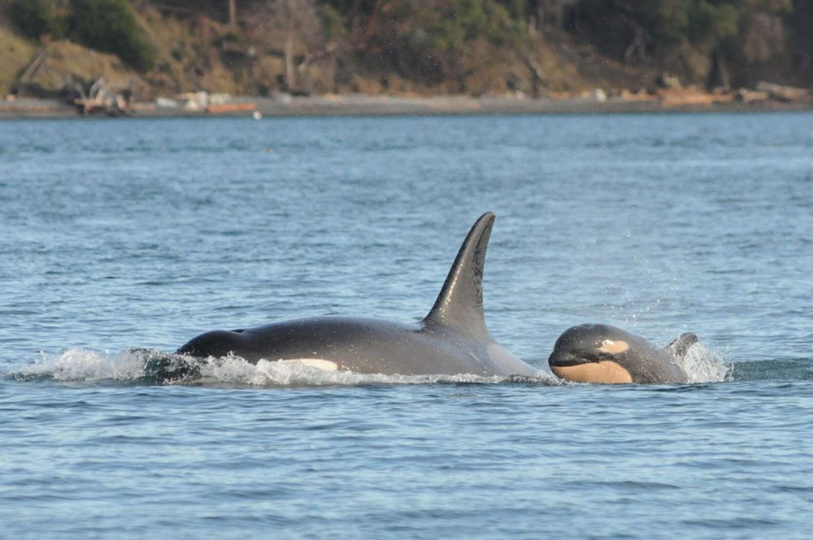 Baby Orca Is Newest Member Of Beautiful Wild Family - The Dodo