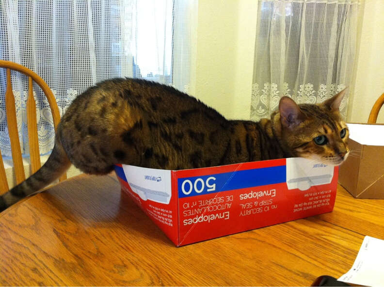 Cat in 2025 small box