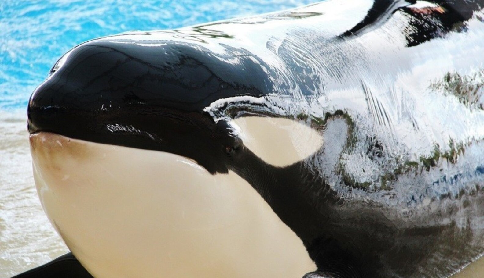 SeaWorld's Science: A claim based on what evidence? - The Dodo