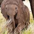 Eating Elephants Is 'Increasingly' Popular In Several Nations