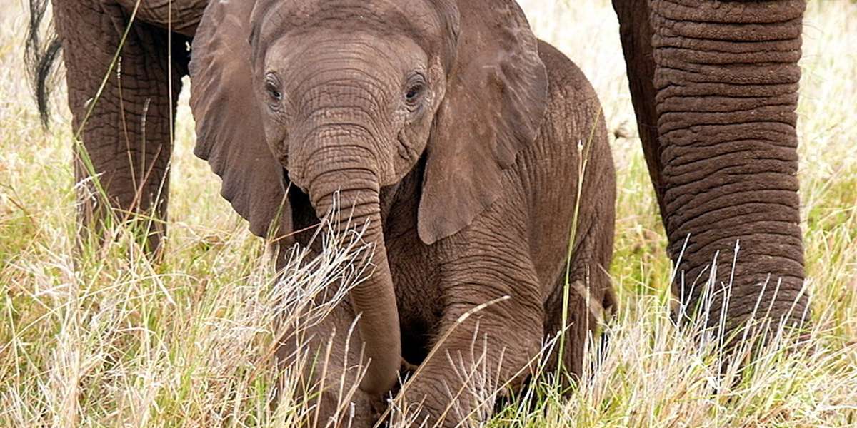 Eating Elephants Is 'Increasingly' Popular In Several Nations - The Dodo