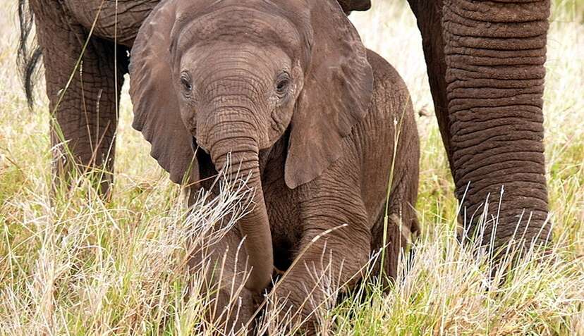 Zimbabwe is selling baby elephants, but where does the money go?