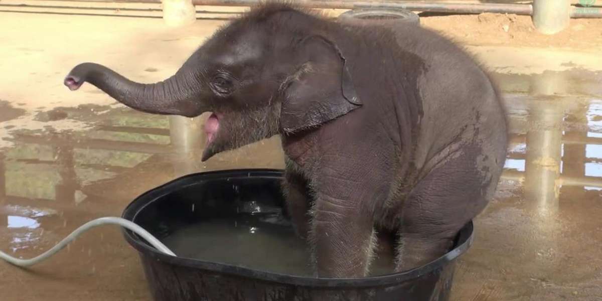 Baby Elephant Goes Wild For Bath Time ... Until Mom Says ENOUGH - The Dodo