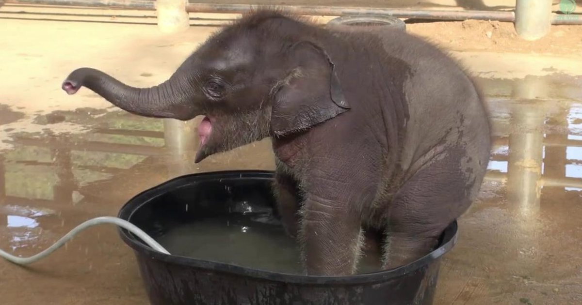 Baby Elephant Goes Wild For Bath Time ... Until Mom Says ENOUGH - The Dodo