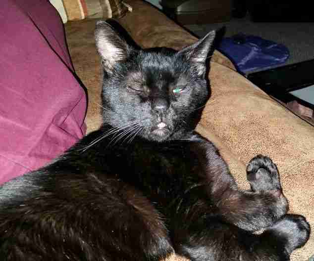 cat deformed paws mom smile weeks makes