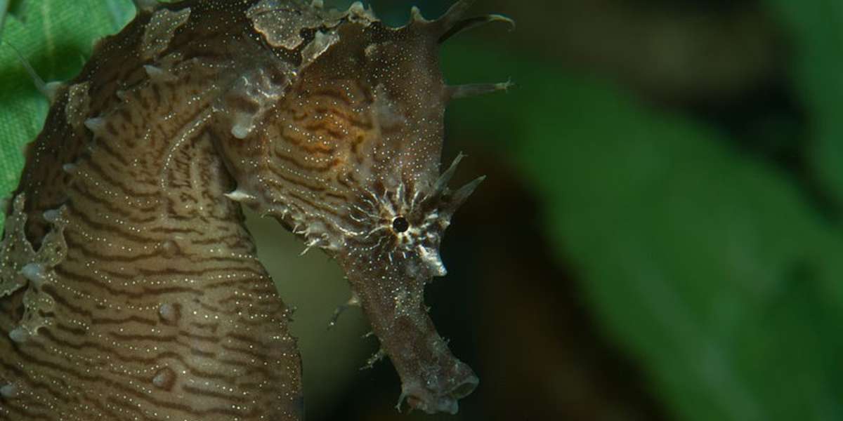 burt's bees seahorse pajamas