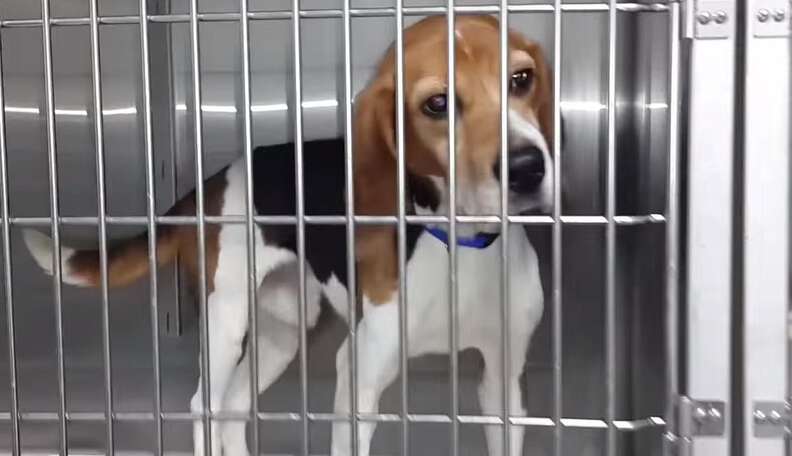 After Years As Lab Test Subjects, Beagles Feel Love For The First Time ...