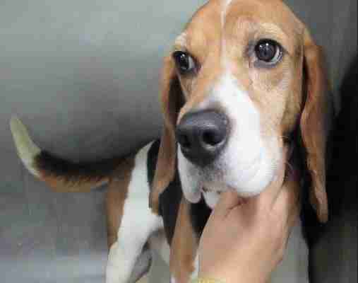 After Years As Lab Test Subjects, Beagles Feel Love For The First Time ...