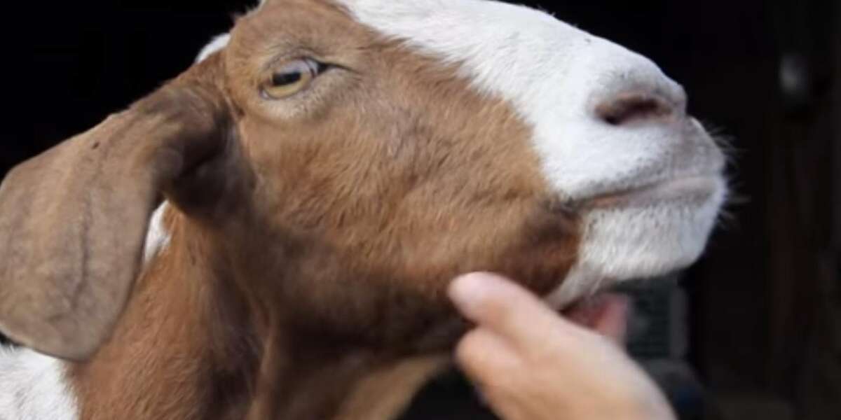 'Humanely Raised' Goat Was Abused For 12 Years. But Now She's Safe
