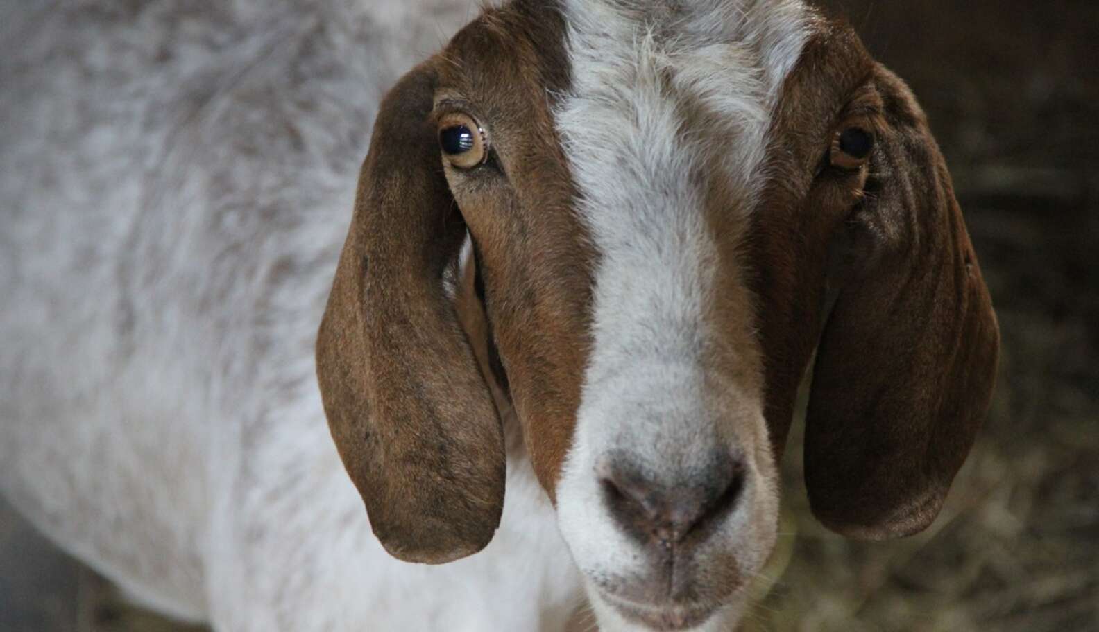 'Humanely Raised' Goat Was Abused For 12 Years. But Now She's Safe ...