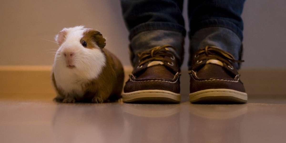 Domesticated Guinea Pigs Are Smarter Than Their Wild Cousins The Dodo