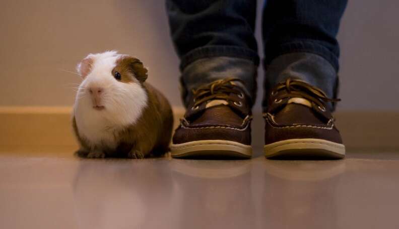 Are guinea pigs store smarter than hamsters