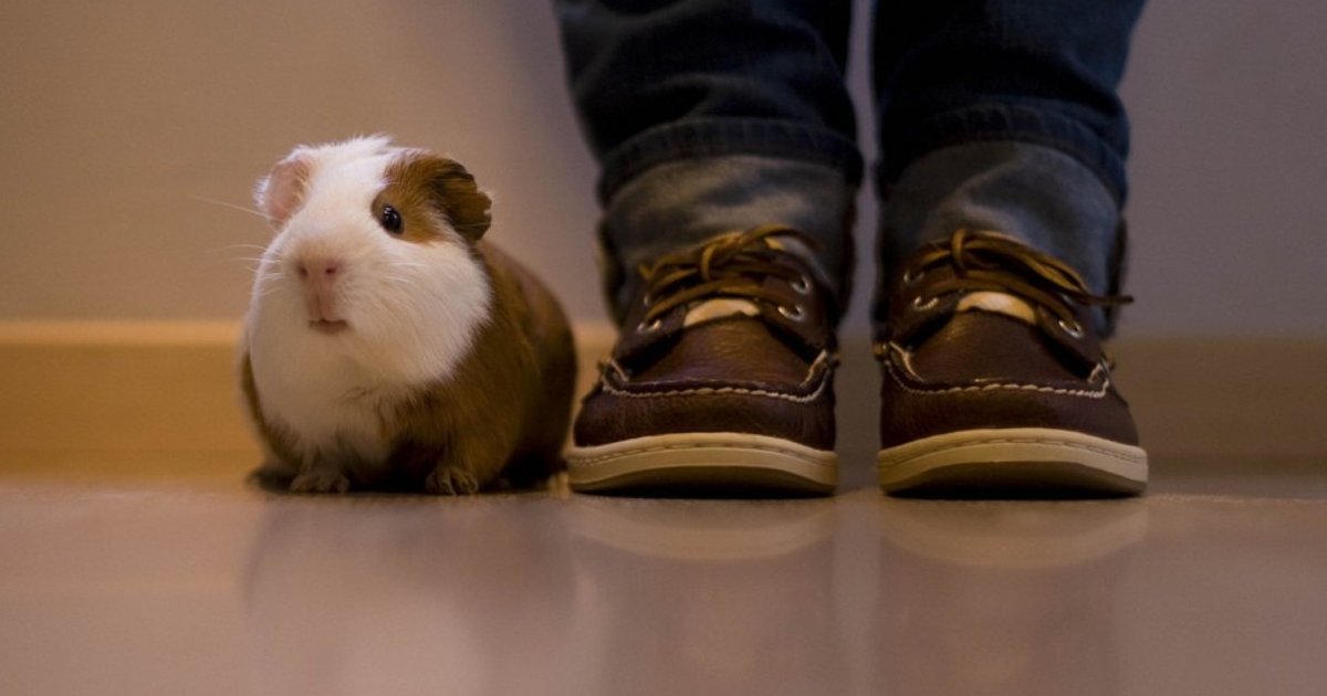 Domesticated Guinea Pigs Are Smarter Than Their Wild Cousins The Dodo