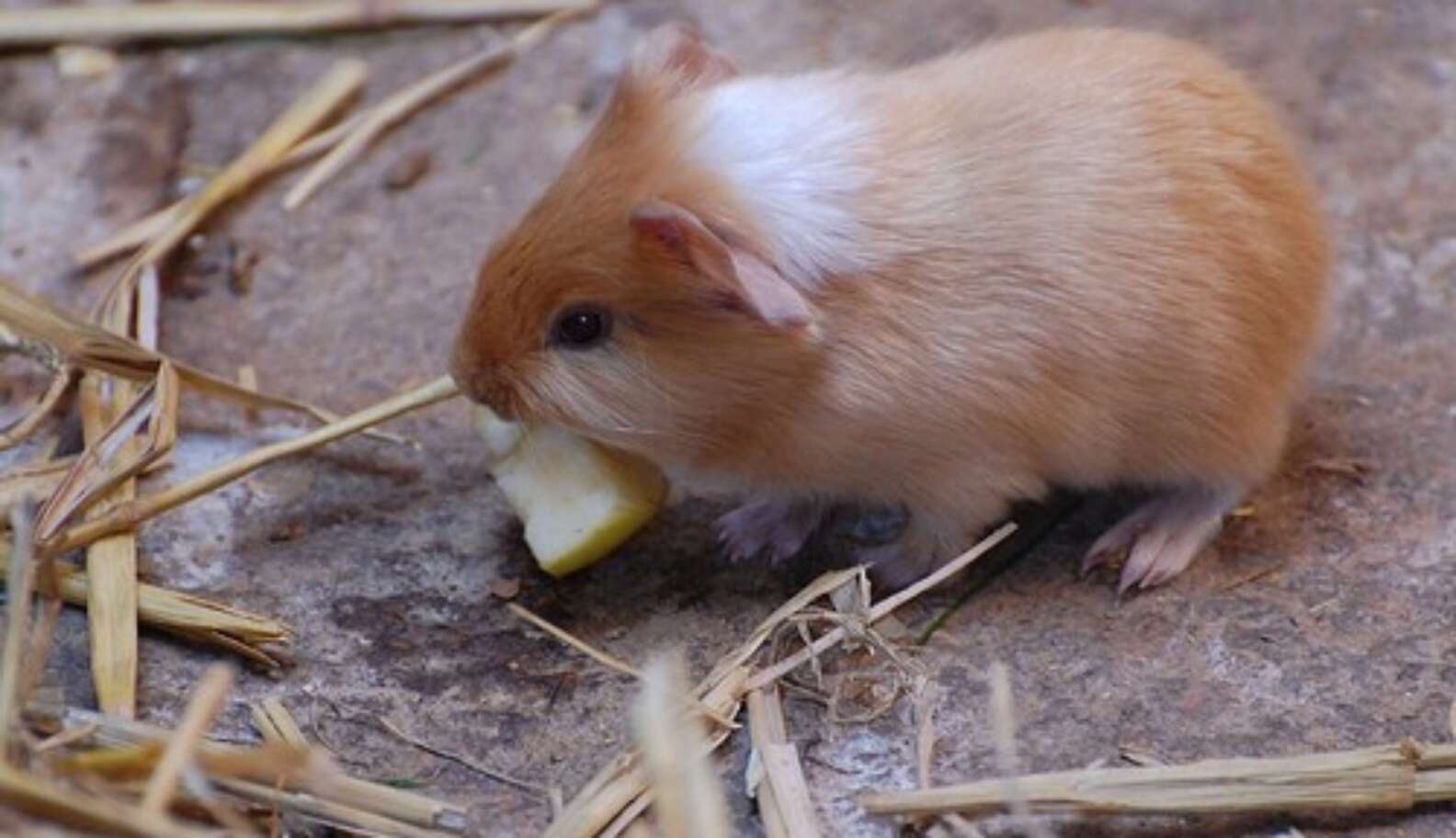 Domesticated Guinea Pigs Are Smarter Than Their Wild Cousins The Dodo