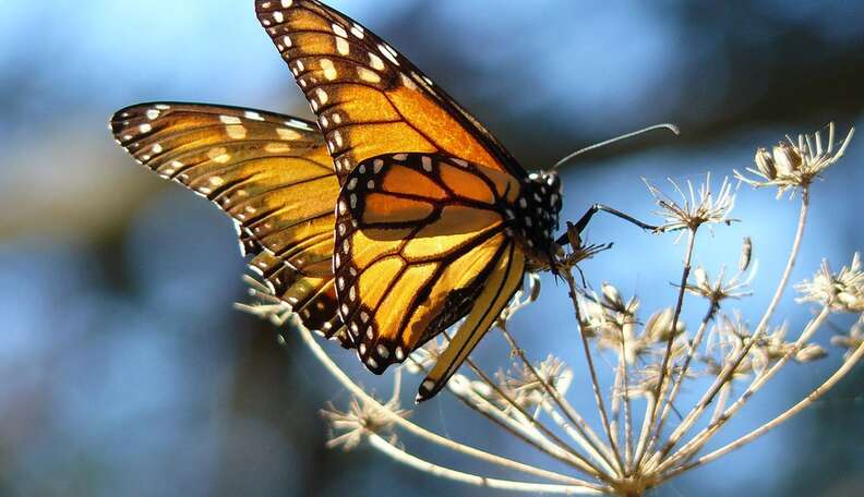 Why Butterfly Wings are Even Cooler Than You Think!