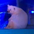People Are Trying To Save The 'World's Saddest Polar Bear'