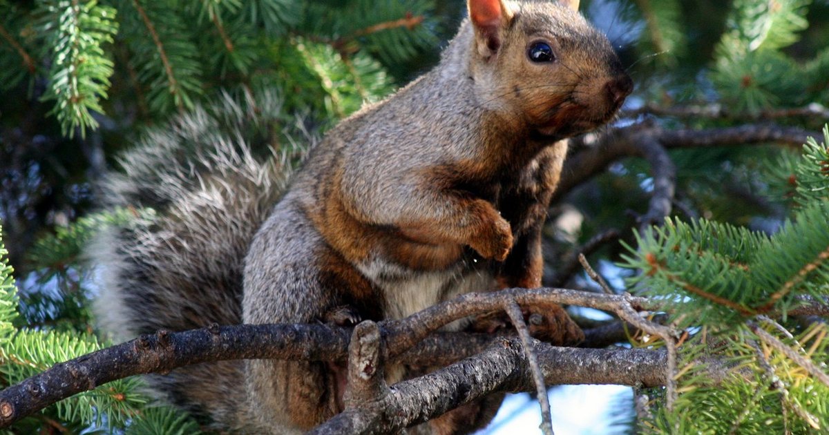 9 Animals Who Literally Can't Live Without Their Christmas Trees - The Dodo