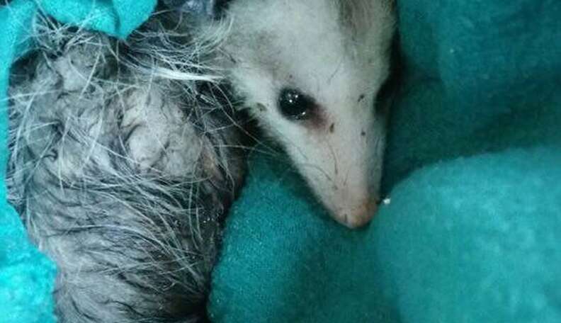 Opossum Caught in a Glue Trap Has a Second Chance