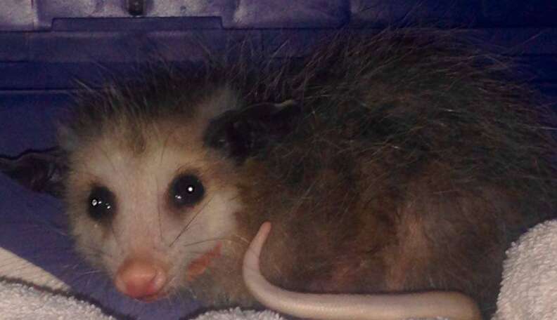 Opossum Caught in a Glue Trap Has a Second Chance