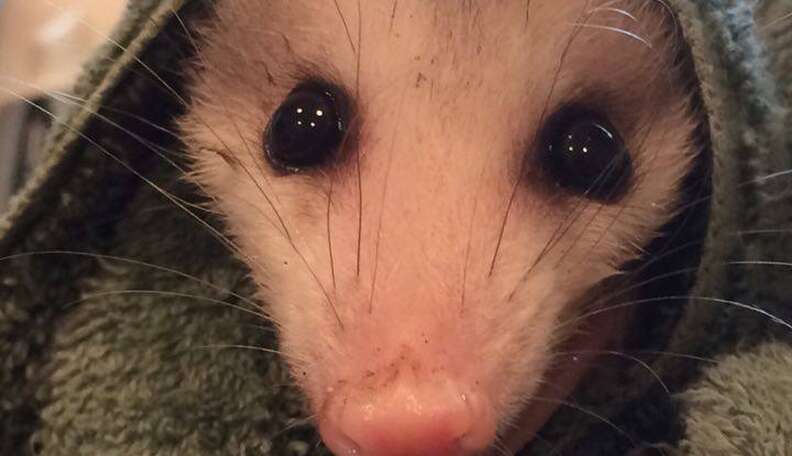 Opossum Caught in a Glue Trap Has a Second Chance