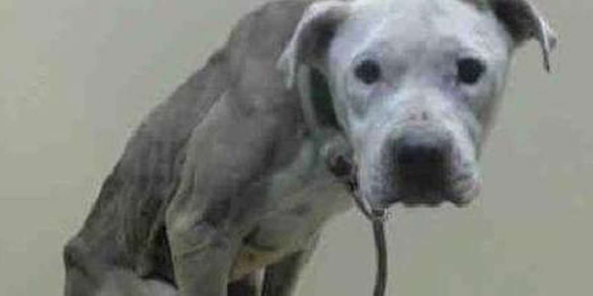 'Skin And Bones' Dog Now Looking Happy And Healthy The Dodo