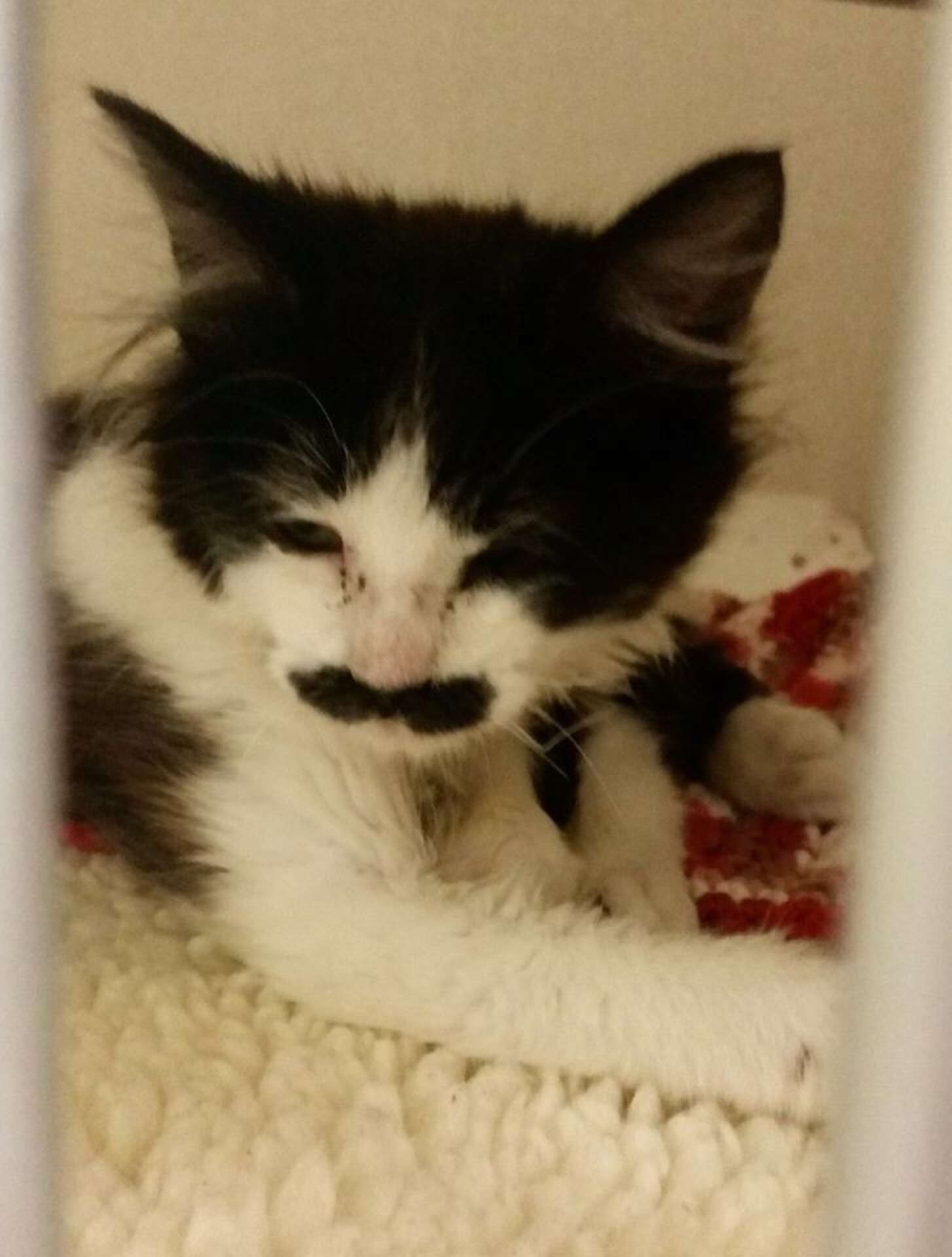 Why Would ANYONE Abandon This Cat — And That Perfect Mustache? The Dodo