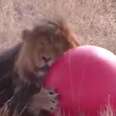 Rescued Lions Play Like Kittens