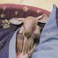 Rescued Baby Aardvark Loves Sleeping In Dog Beds