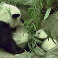 Baby Panda Takes His First Steps, Gets The Biggest Hug From Mom
