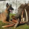 Dog Happily Catches Elephant Poachers