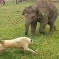 Baby Elephant Chases Dog