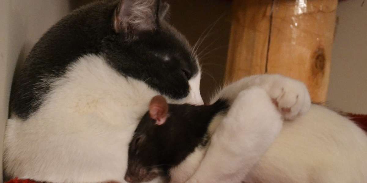 21 Cats And Rats Who Know It's Better To Be Friends Than Enemies The Dodo