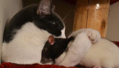 21 Cats And Rats Who Know It S Better To Be Friends Than Enemies