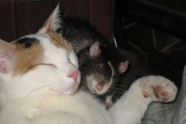 21 Cats And Rats Who Know Its Better To Be Friends Than Enemies The Dodo 
