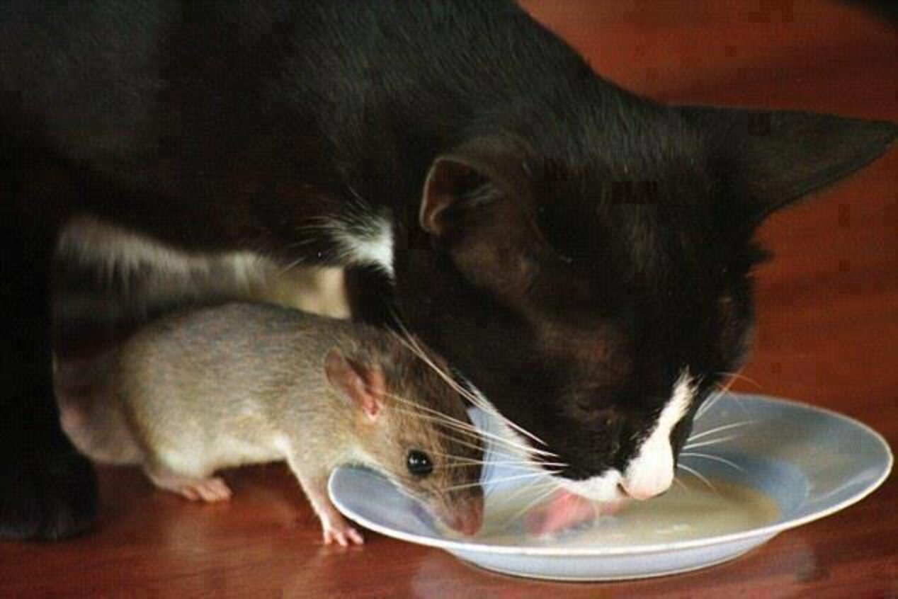21 Cats And Rats Who Know It's Better To Be Friends Than Enemies The Dodo