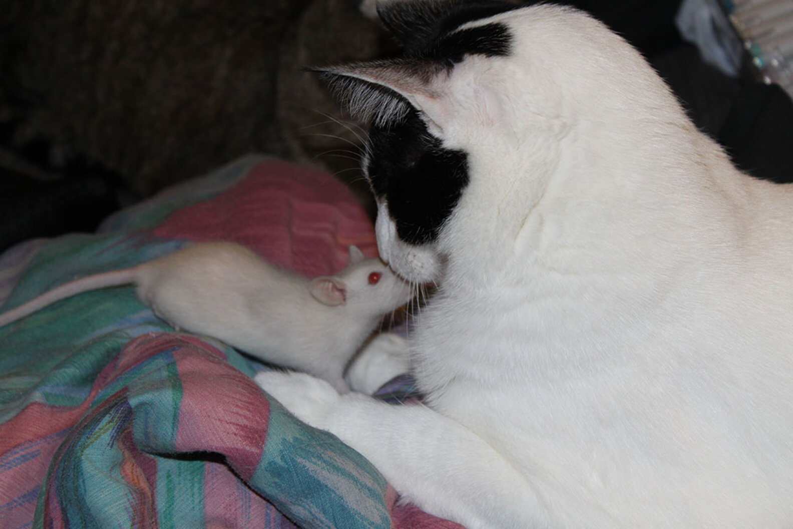 21 Cats And Rats Who Know It's Better To Be Friends Than Enemies The Dodo