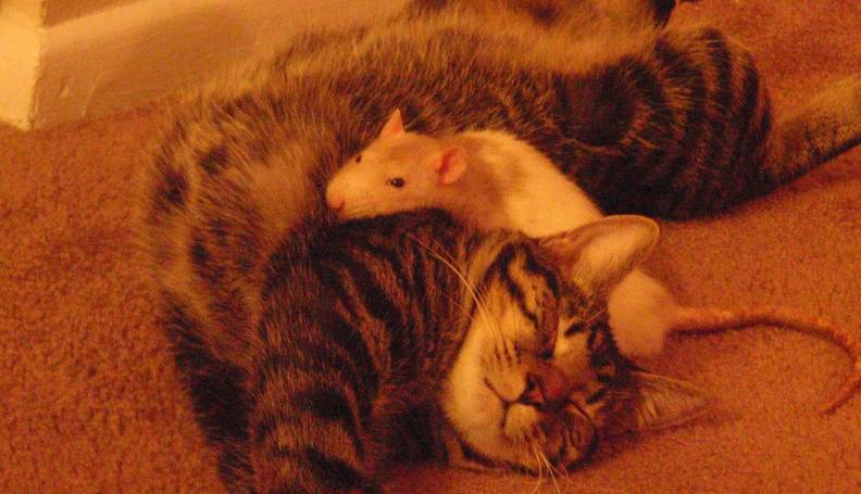 21 Cats And Rats Who Know It S Better To Be Friends Than Enemies The Dodo