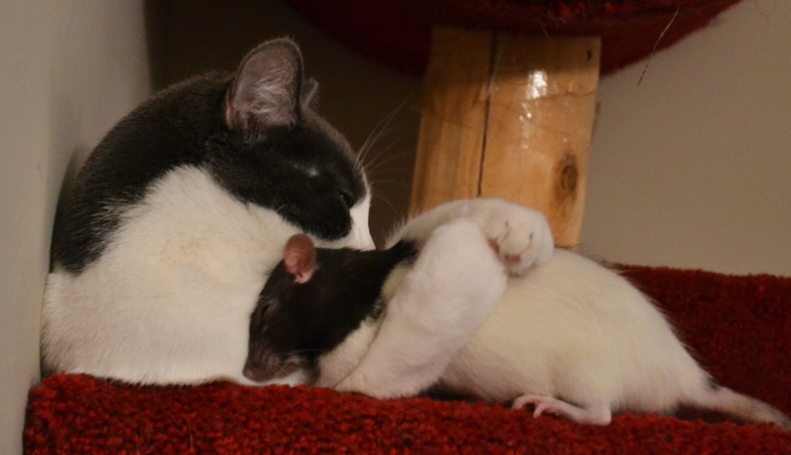21 Cats And Rats Who Know It's Better To Be Friends Than Enemies The Dodo