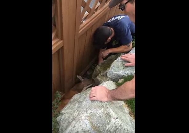 Firefighters Rescue Deer Trapped In The Tightest Spot - The Dodo
