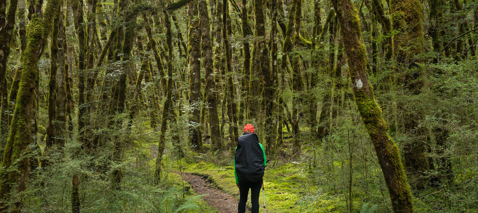 The 12 Best Hikes Near Nashville